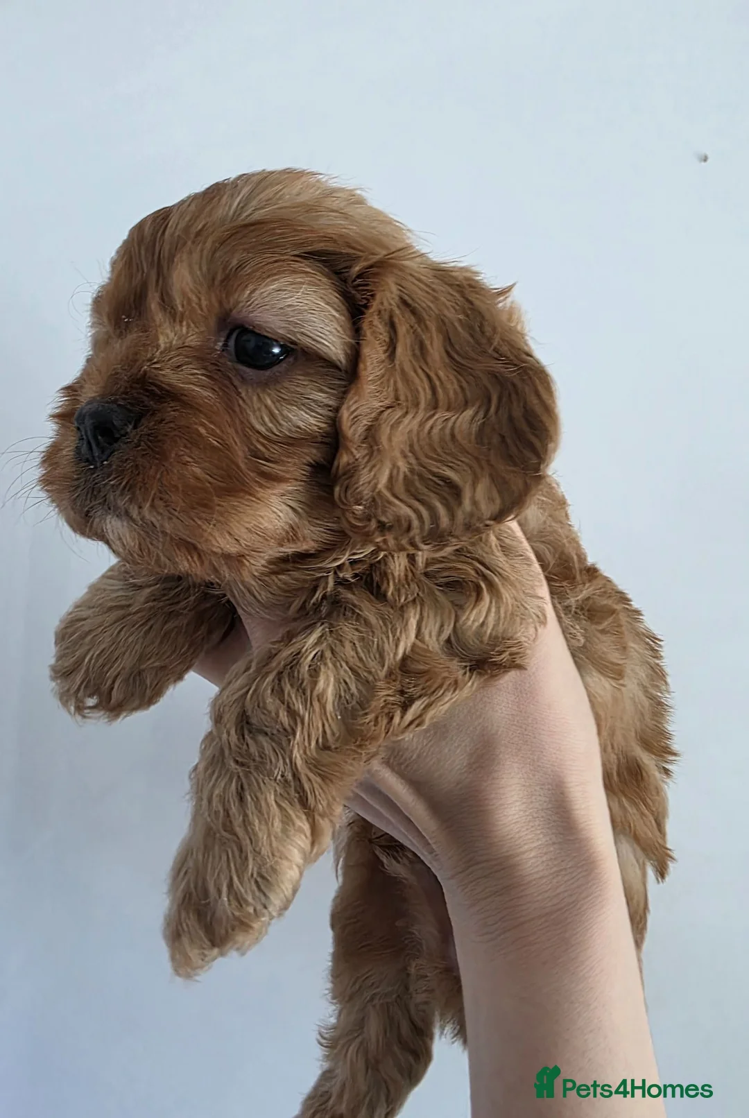 Cavapoo dogs for sale: 3 beautiful boys available 🩵🩵🩵 - Advert 14