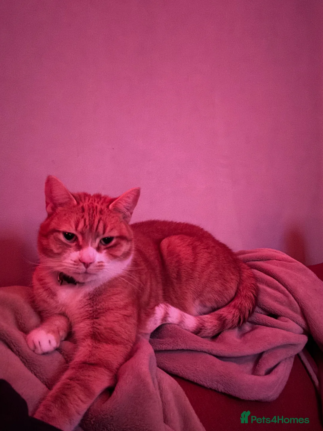 Mixed Breed cats for sale: Chappie & Jasper ( ** ) in Huddersfield - Advert 2