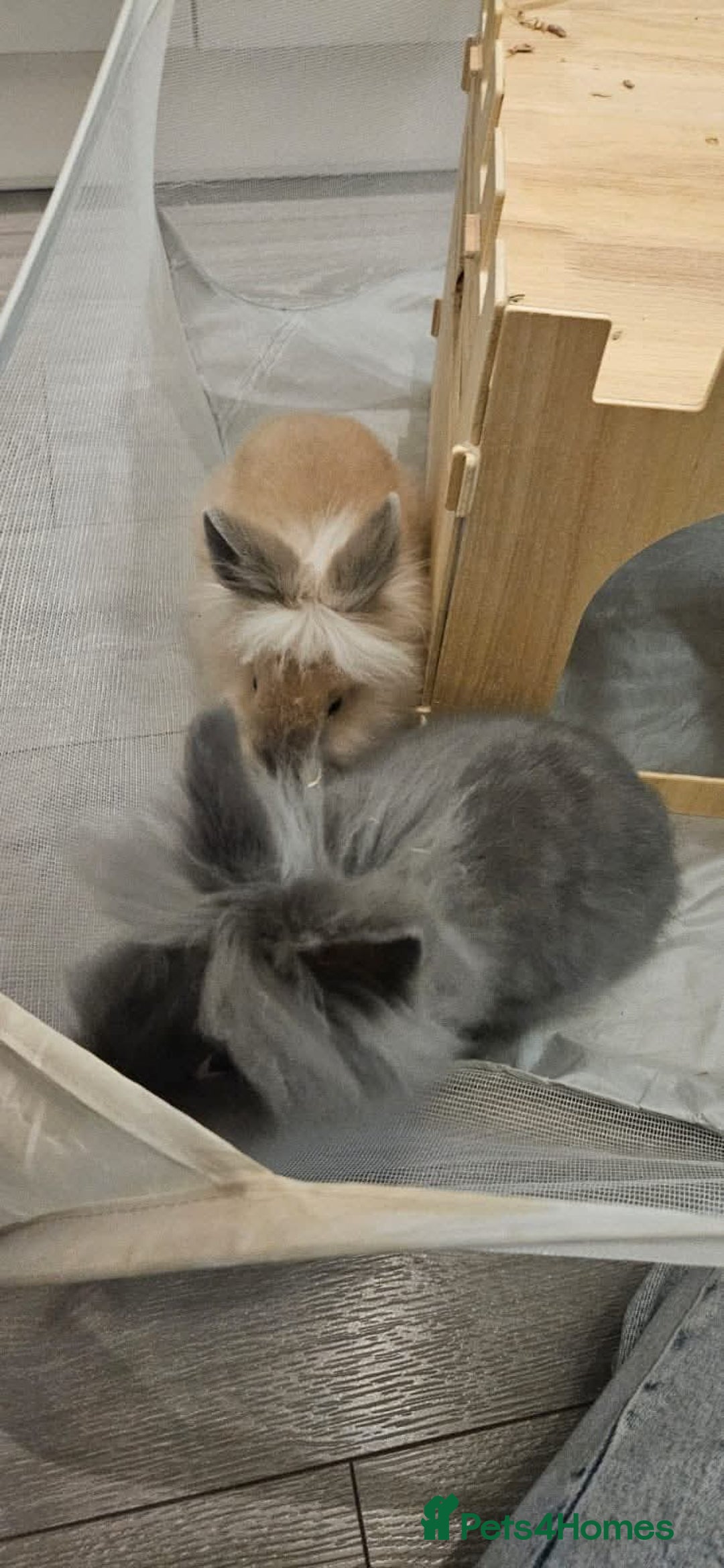 Lionhead rabbits for sale: Lionhead bunnies x2 male - Advert 11