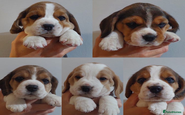 Beagle dogs - Advert 11
