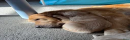Golden Retriever dogs for sale: Golden Retriever Puppies  - Advert 6