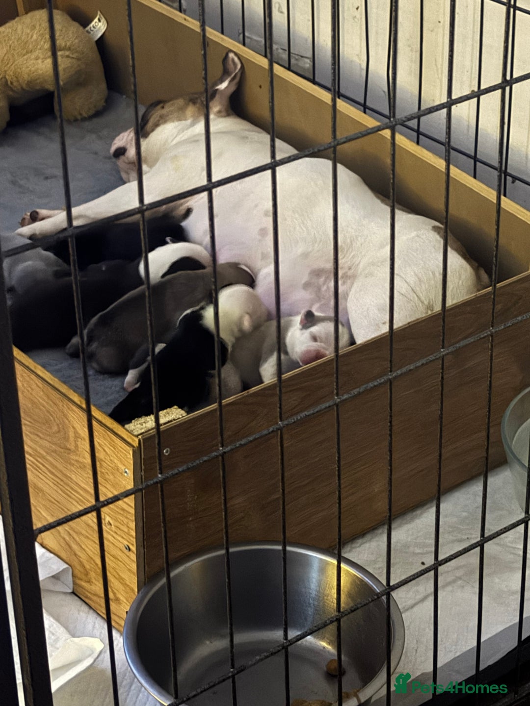 French Bulldog dogs for sale: French bulldog puppies  - Advert 10