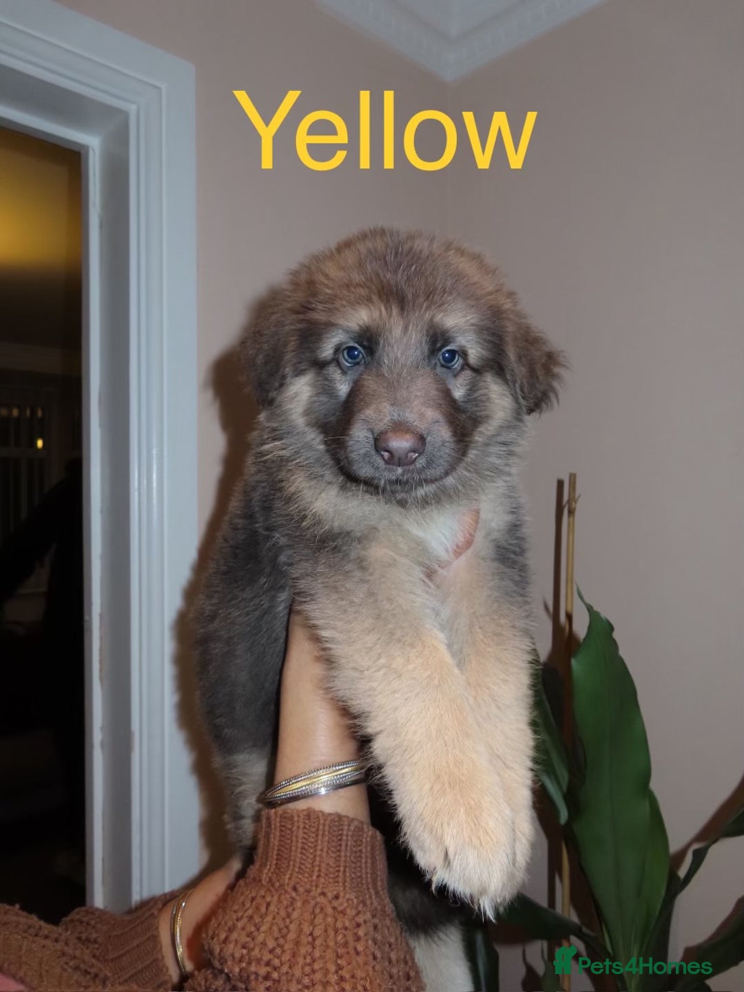 German Shepherd dogs for sale: RARE BLUE/BLACK KC REG GSD PUPS 💙 🐾 - Image 8