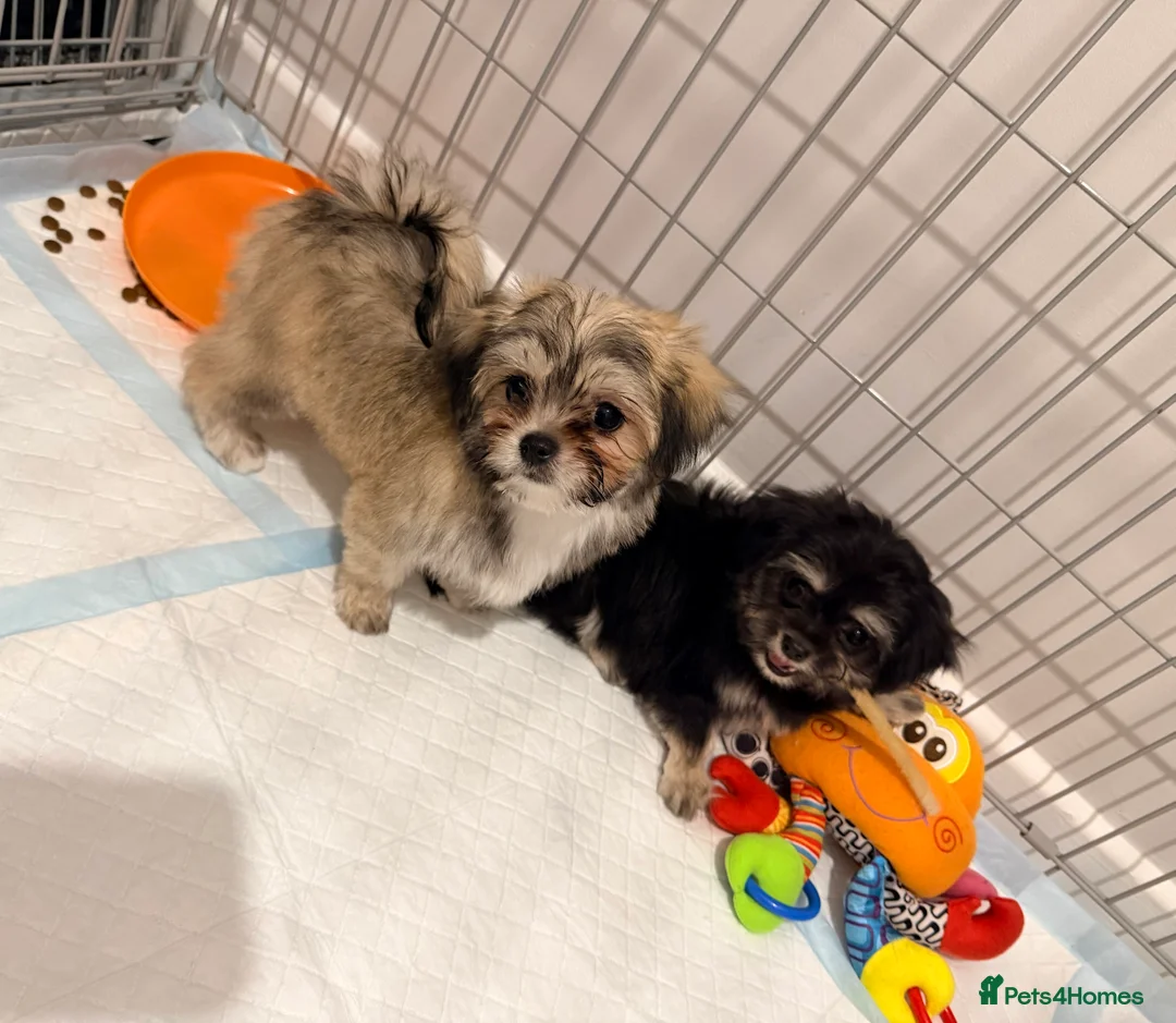 Mixed Breed dogs for sale: Ready now Malchi fluffy puppies  - Advert 13