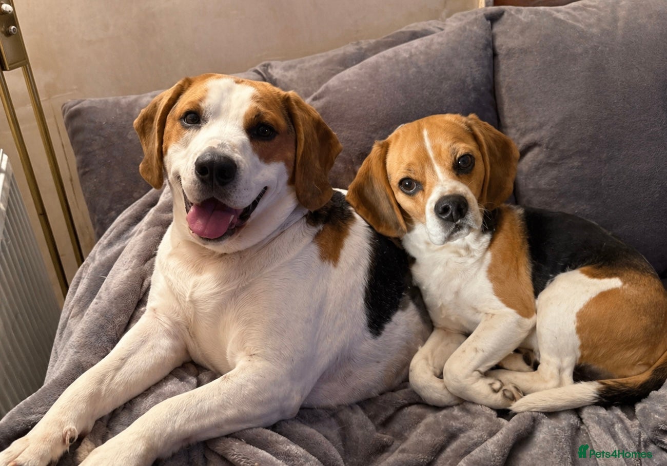 Beagle dogs 🐾 Rehoming our beloved Beagles Bella and Bentley - Advert 1
