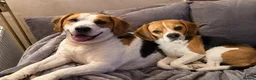 Beagle dogs for sale: 🐾 Rehoming our beloved Beagles Bella and Bentley - Advert 1