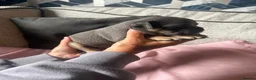 English Bulldog dogs for sale: Old English bulldog  in Portsmouth - Advert 16