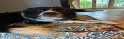 Border Collie dogs for sale: Border collie puppies  in Norwich - Advert 4