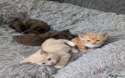 Mixed Breed cats for sale: Siamese/ragdoll/Scottish fold  - Image 9