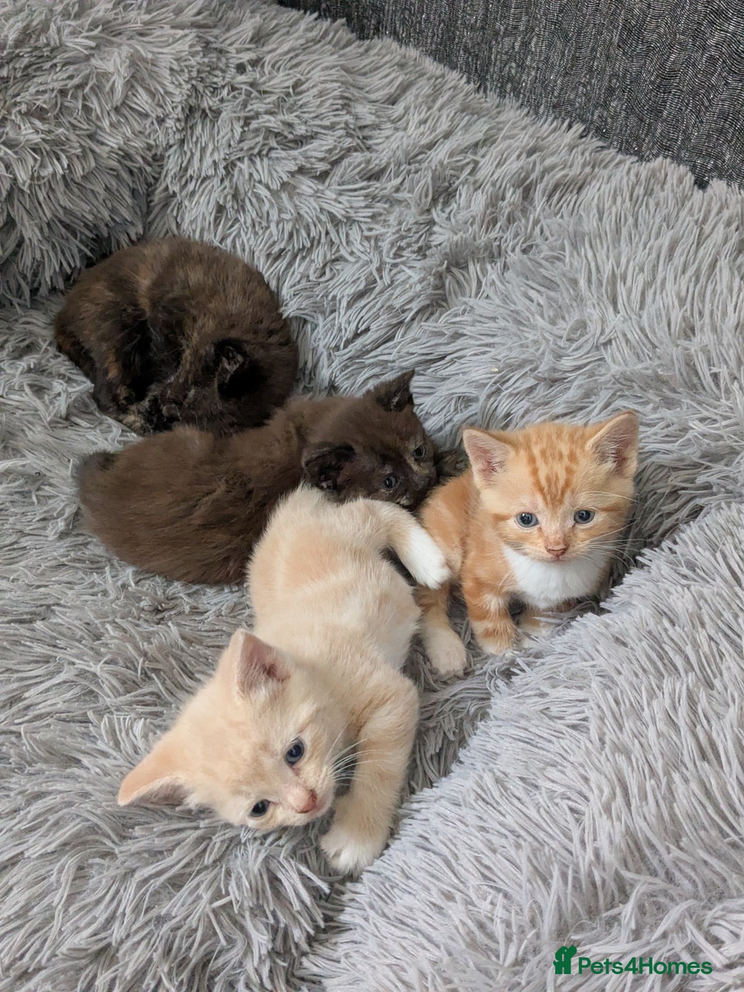 Mixed Breed cats for sale: Siamese/ragdoll/Scottish fold  - Image 9