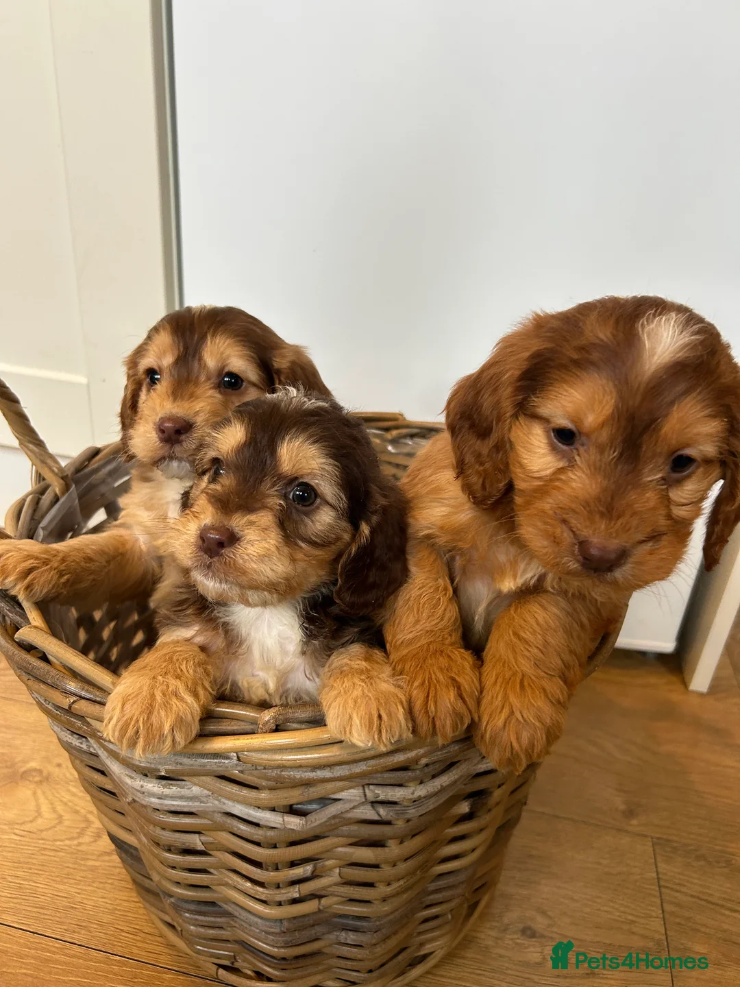 Cockapoo dogs for sale: Stunning Cockapoo Puppies  - Advert 11
