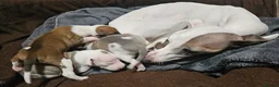 Italian Greyhound dogs for sale: Beautiful Italian Greyhound Puppies KC Registered - Advert 1