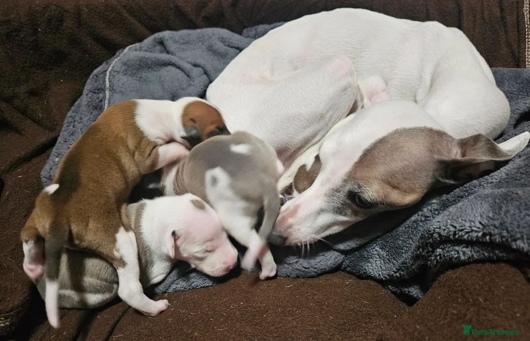 Italian Greyhound dogs for sale: Beautiful Italian Greyhound Puppies KC Registered - Advert 1