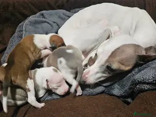 Italian Greyhound dogs Beautiful Italian Greyhound Puppies KC Registered - Advert 1