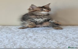 Maine Coon cats for sale: Ready to go now, Maine coon kittens - Image 6