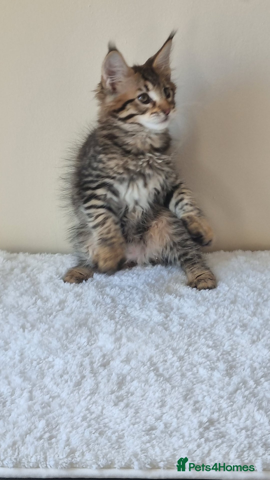 Maine Coon cats for sale: Ready to go now, Maine coon kittens - Image 6