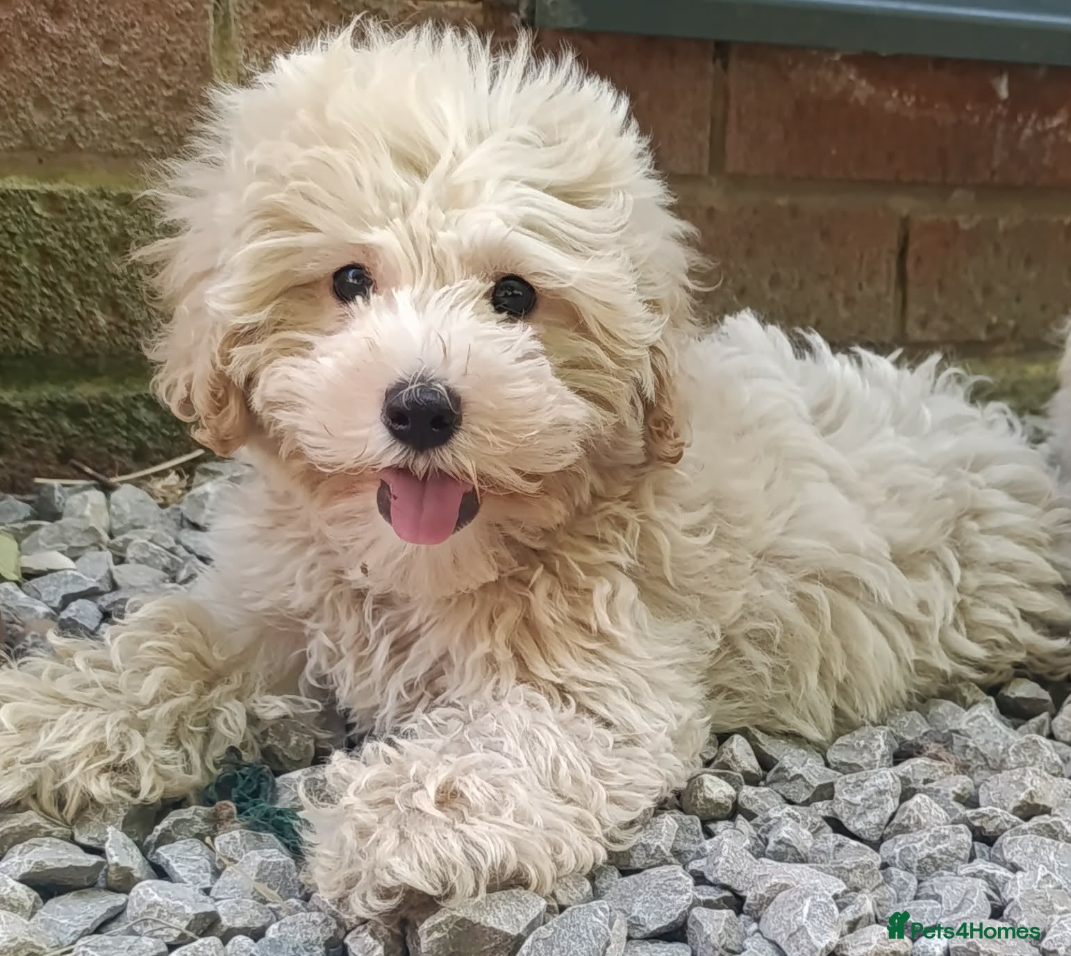 Maltipoo dogs F1 Maltipoo Puppies For Sale  - Advert 16