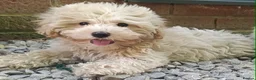 Maltipoo dogs for sale: F1 Maltipoo Puppies For Sale  - Advert 21