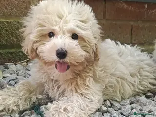 Maltipoo dogs F1 Maltipoo Puppies For Sale - Advert 1
