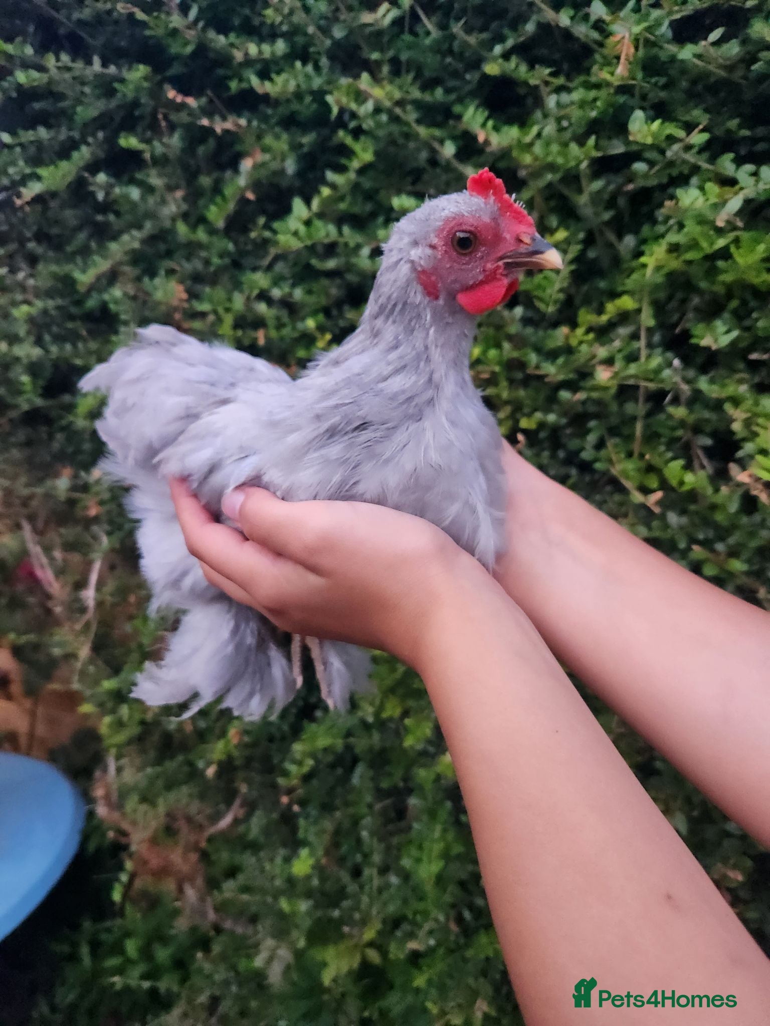 Chickens poultry Lavender pekin young cockerel FREE - Advert 2