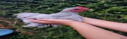 Chickens poultry for sale: Lavender pekin young cockerel FREE - Advert 2
