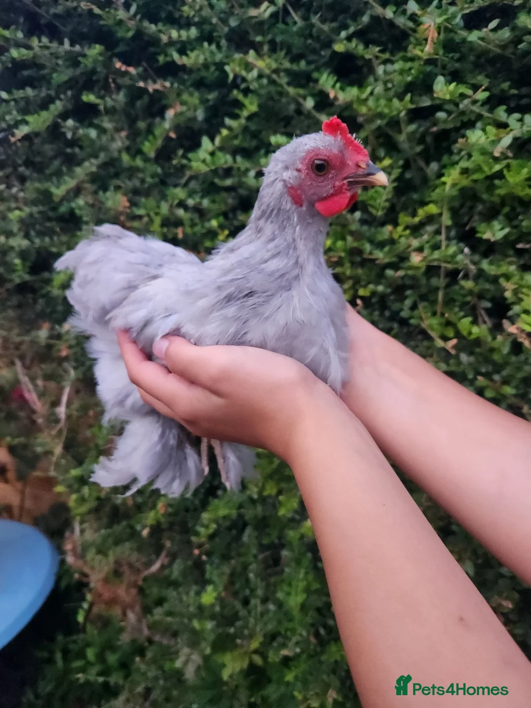 Chickens poultry for sale: Lavender pekin young cockerel FREE - Advert 2