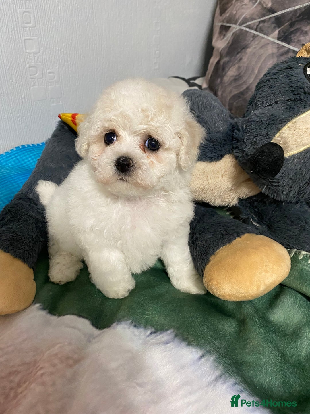 Bichon Frise dogs for sale: Beautiful Bichon Frise Puppies - Image 5