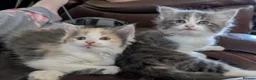 Mixed Breed cats for sale: Domestic short hair x Main coon - Advert 6