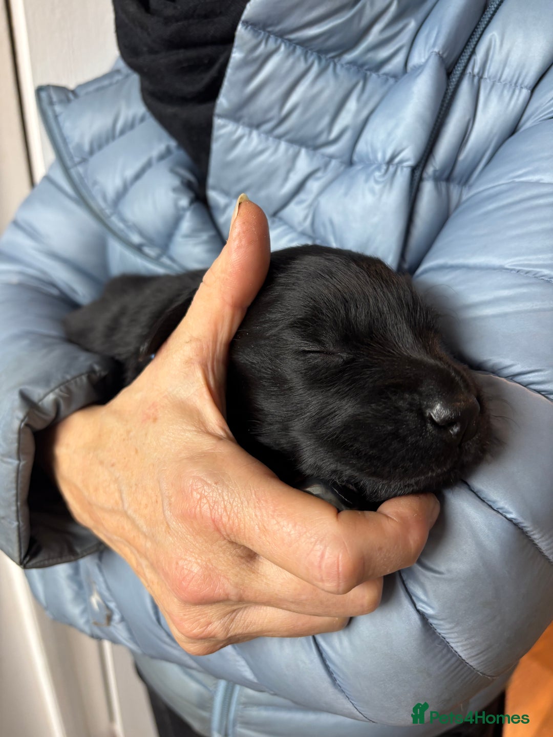 Mixed Breed dogs for sale: Flat Coat x Golden + Flat Coat x Labrador Puppies  - Advert 10