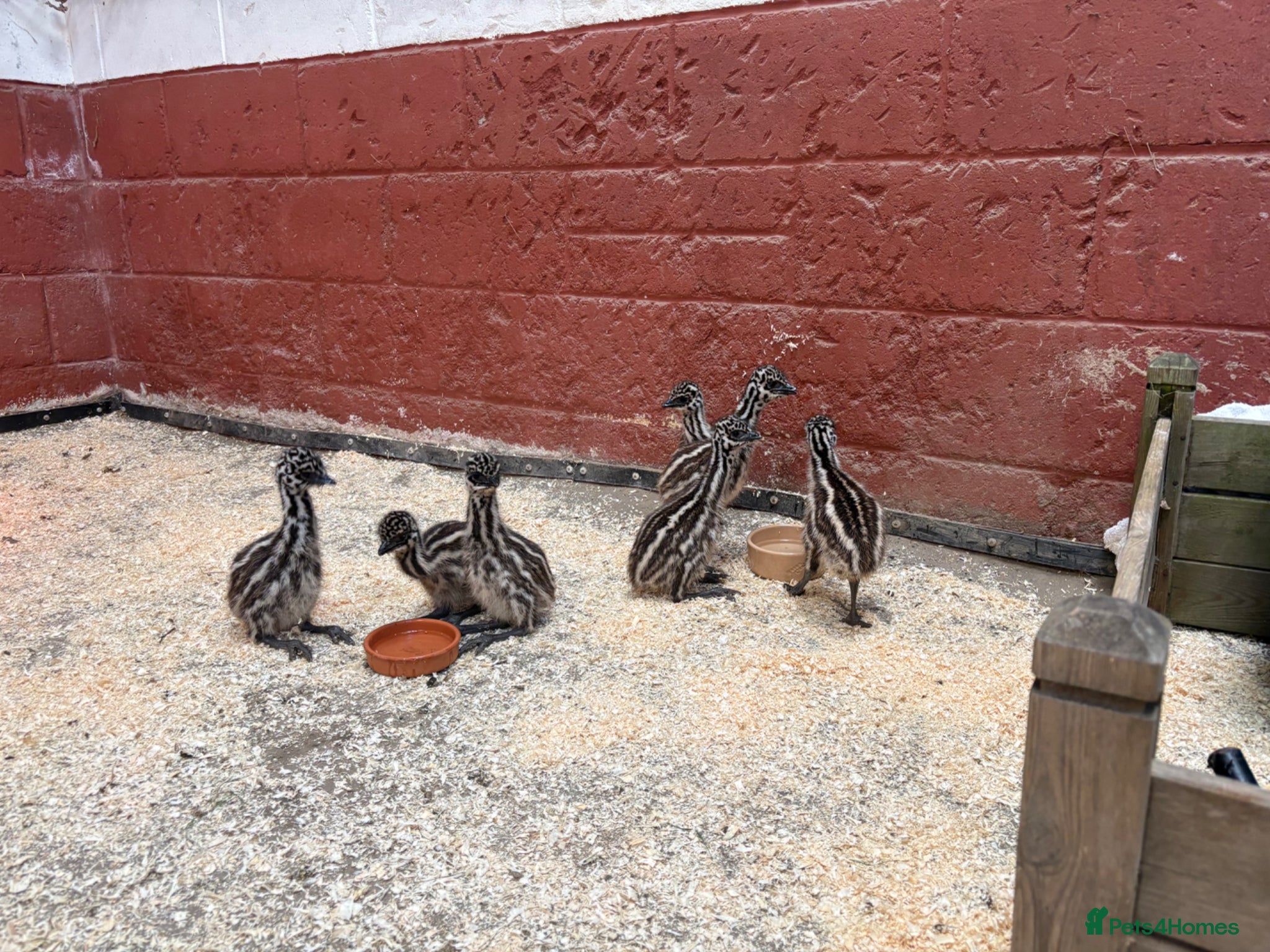 Emus poultry Emu Chicks - Advert 2