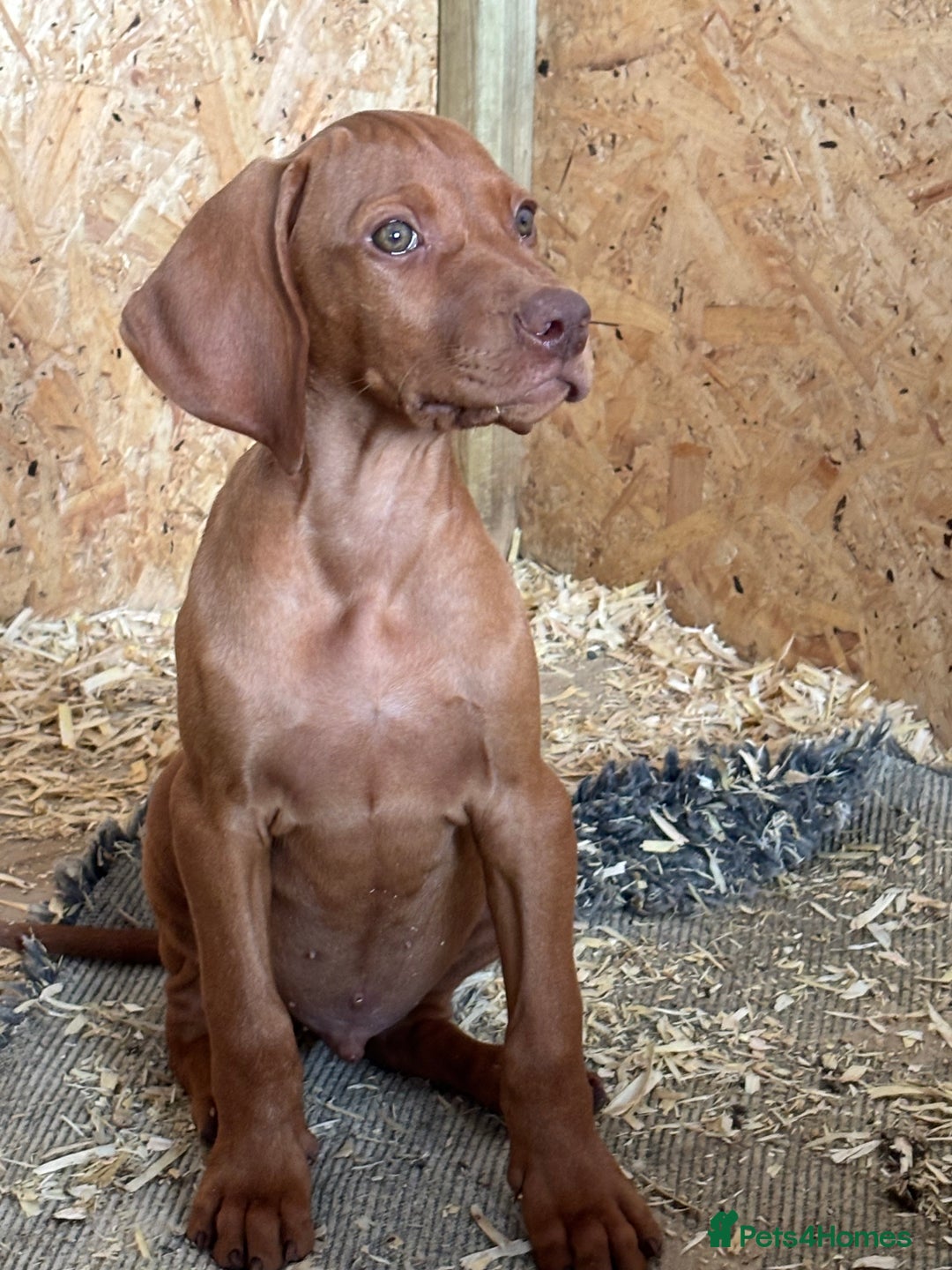 Hungarian Vizsla dogs for sale: Last few Ready to leave Stunning litter of puppies - Image 3