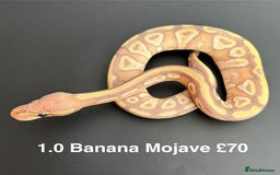 Python Snake reptiles for sale: Royal Pythons  - Advert 6