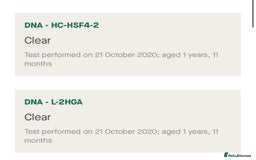 Staffordshire Bull Terrier dogs for stud: 🇬🇧Hand Of Hercules 🇬🇧 Blue Health tested 🩸  in Abingdon - Image 13