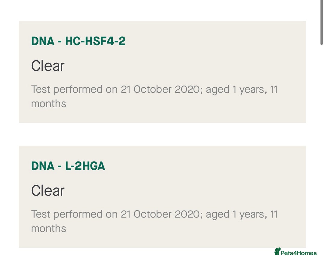 Staffordshire Bull Terrier dogs for stud: 🇬🇧Hand Of Hercules 🇬🇧 Blue Health tested 🩸  in Abingdon - Image 13