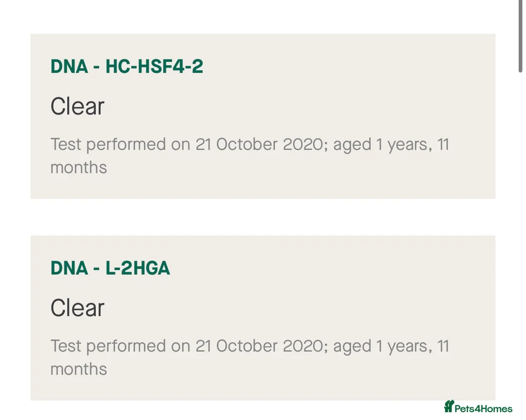 Staffordshire Bull Terrier dogs for stud: 🇬🇧 ONE & ONLY HERCULES, BLUE HEALTH TESTED STUD in Abingdon - Advert 12