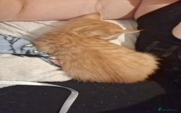 Mixed Breed cats for sale: Kittens ready for forever home - Image 3