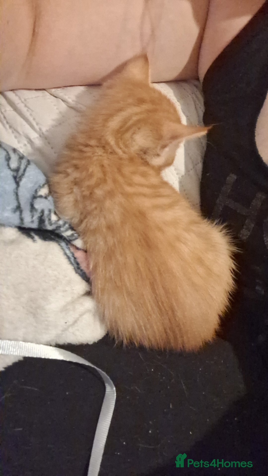 Mixed Breed cats for sale: Kittens ready for forever home - Image 3