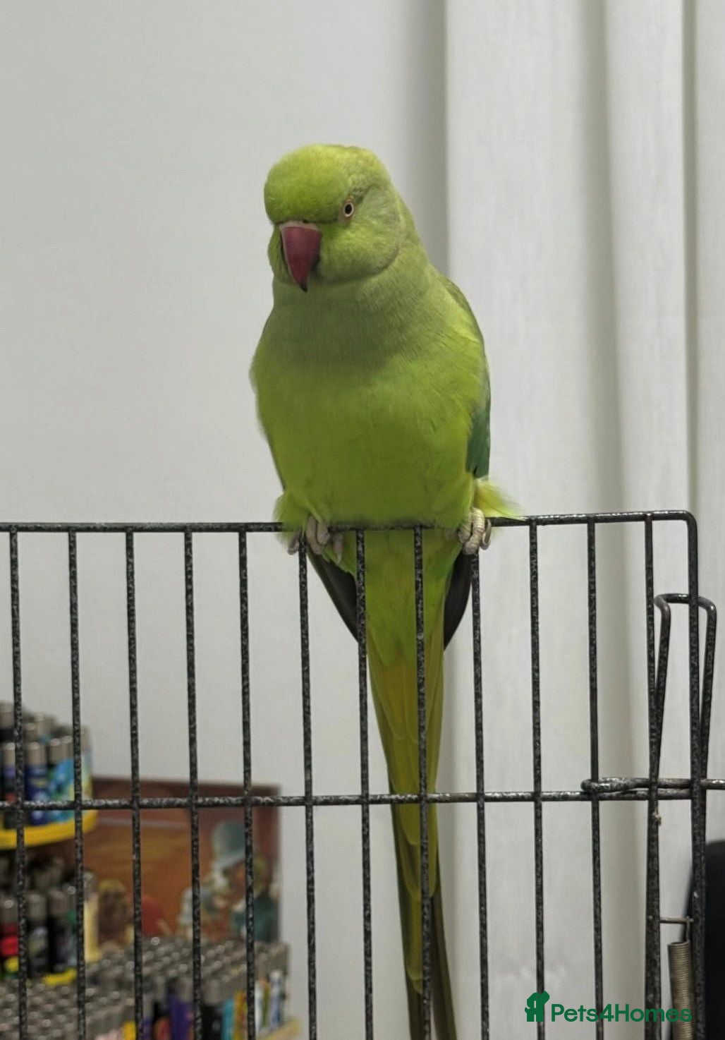Ringnecks birds Baby Ringneck parrot for sale  - Advert 2