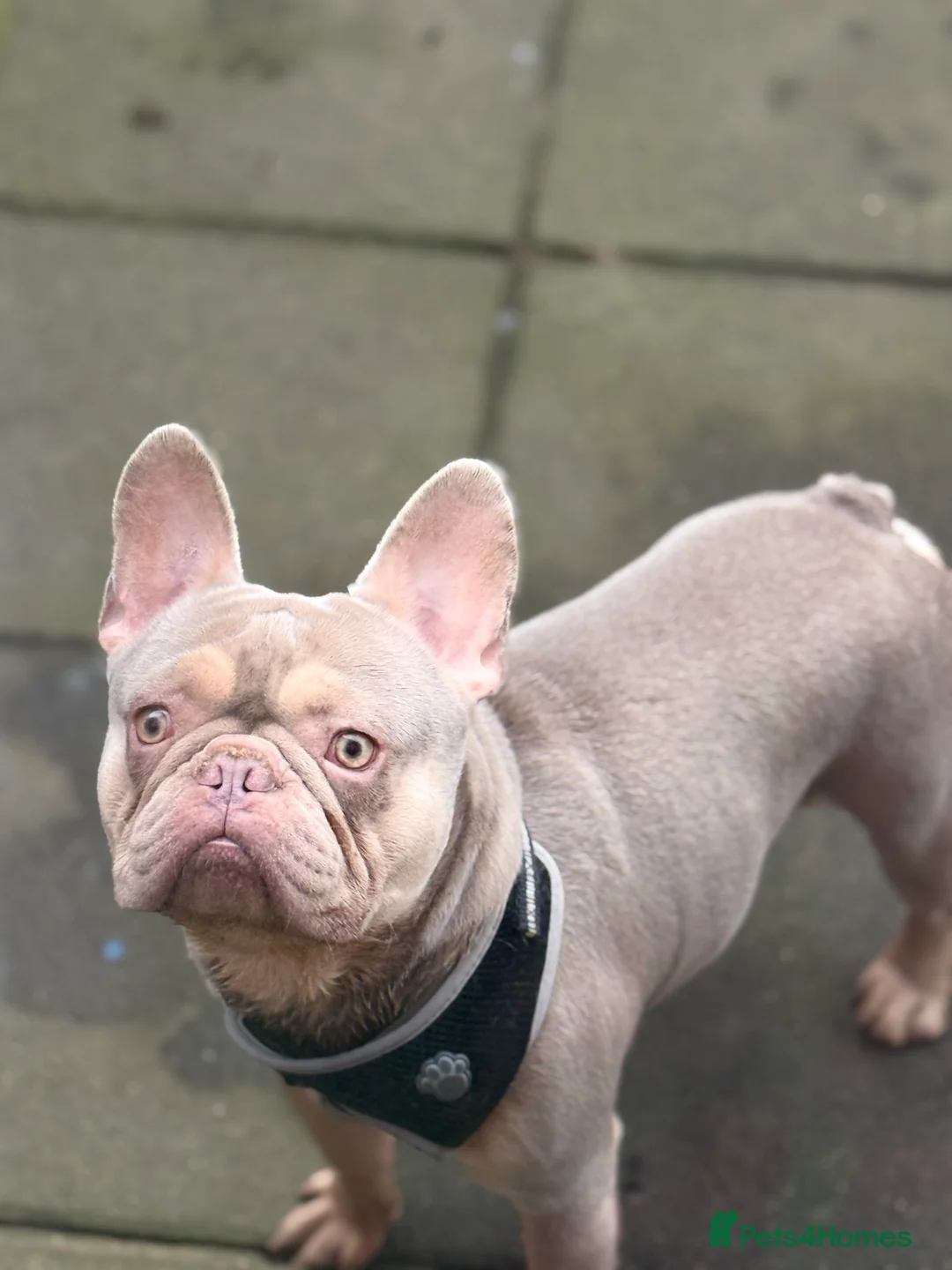 French Bulldog dogs for sale: Ova and Gucci in Hemel Hempstead - Advert 2