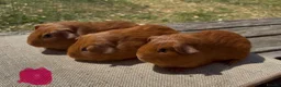 Guinea Pig rodents for sale: Beautiful baby guinea pigs. Golden, FUNKY, Swiss - Advert 8