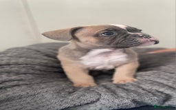 Mixed Breed dogs for sale: English bulldog French bulldog mix  - Image 5
