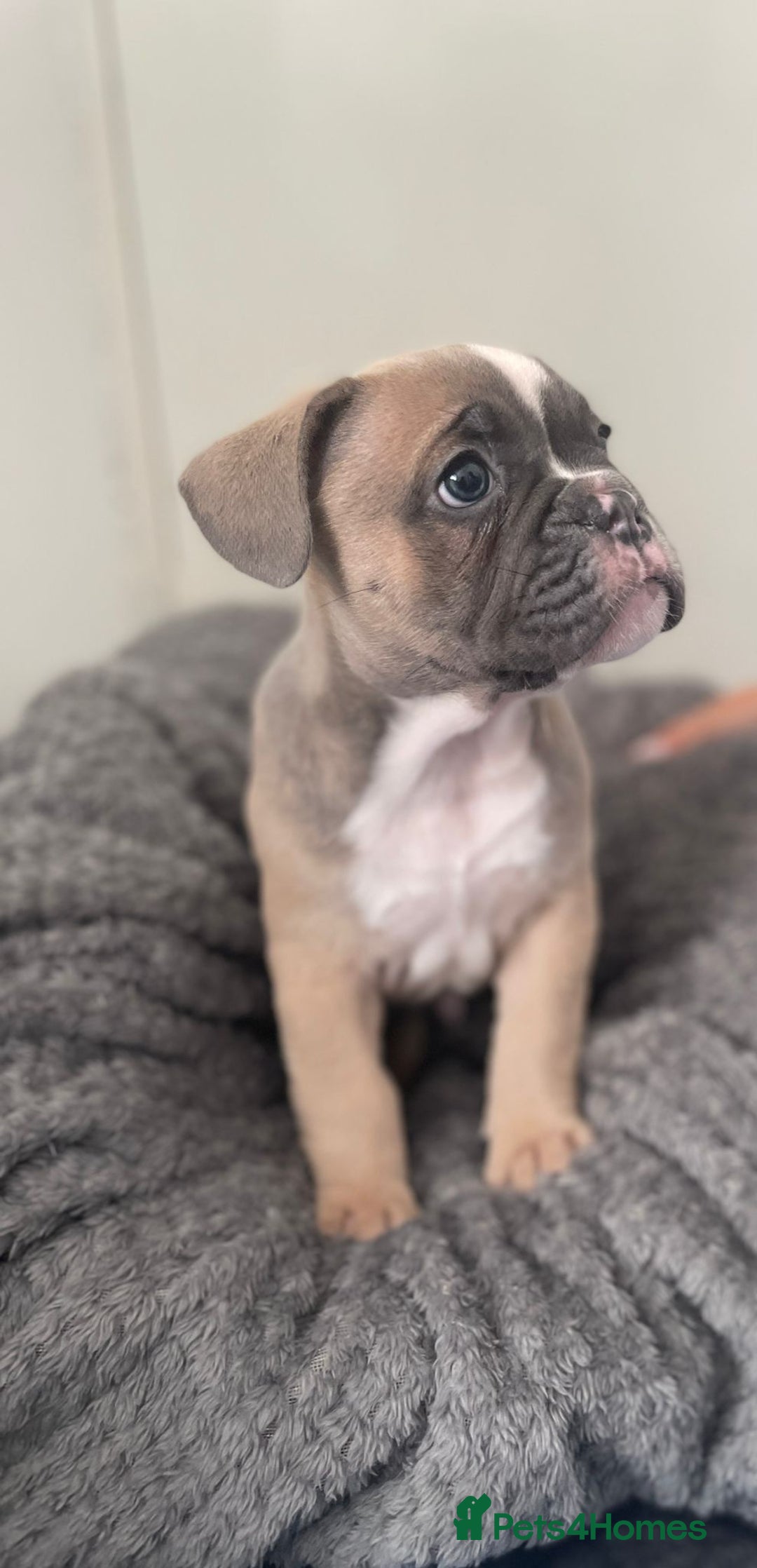 Mixed Breed dogs for sale: English bulldog French bulldog mix  - Image 5
