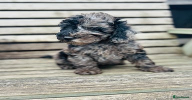 Miniature Poodle dogs - Advert 2