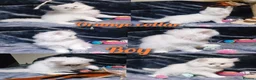 British Longhair cats for sale: Black silver shaded kitten - Advert 8