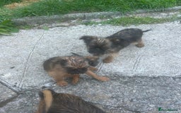 Griffon Bruxellois dogs for sale: Wolfy - Image 11