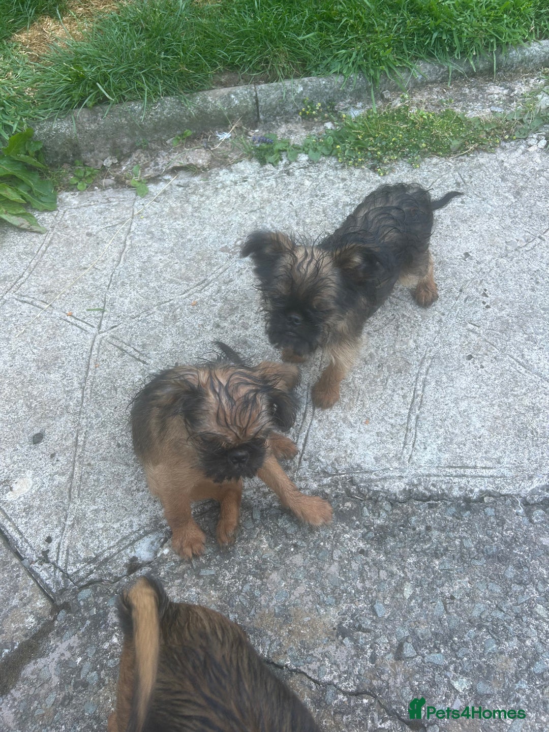 Griffon Bruxellois dogs for sale: Wolfy - Image 11