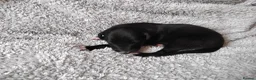 Mixed Breed dogs for sale: Whippet x Saluki puppies - Advert 8