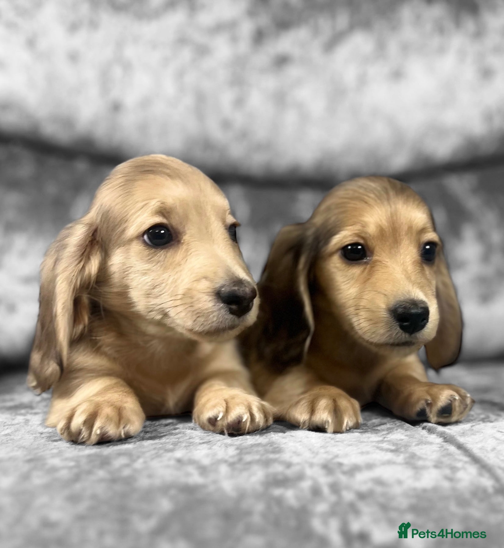 Dachshund dogs KC miniature long hair dachshunds for sale - Advert 5