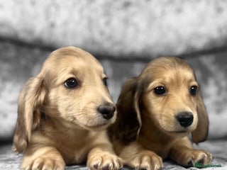 Dachshund dogs KC miniature long hair dachshunds for sale - Advert 5