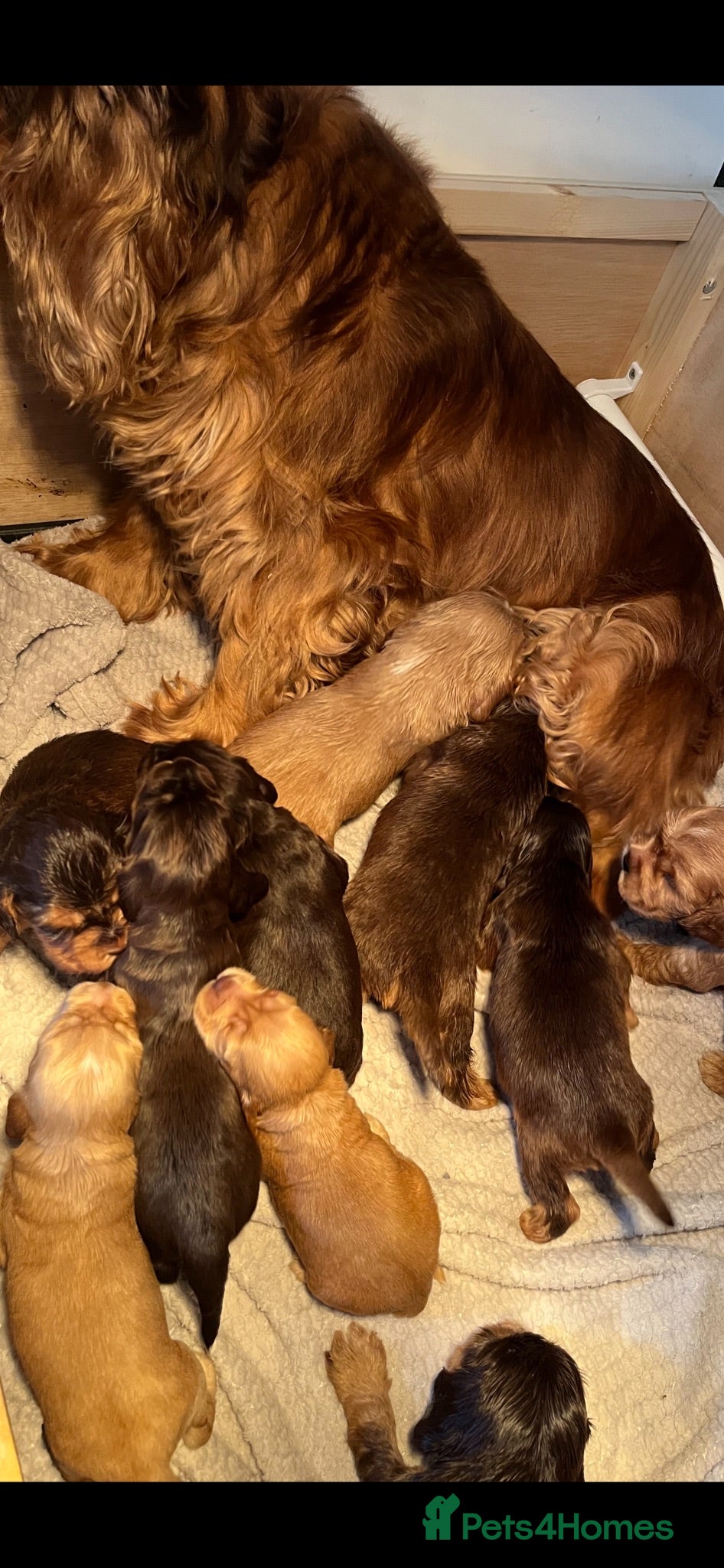 Cocker Spaniel dogs Show type cocker spaniel puppy’s  - Advert 2